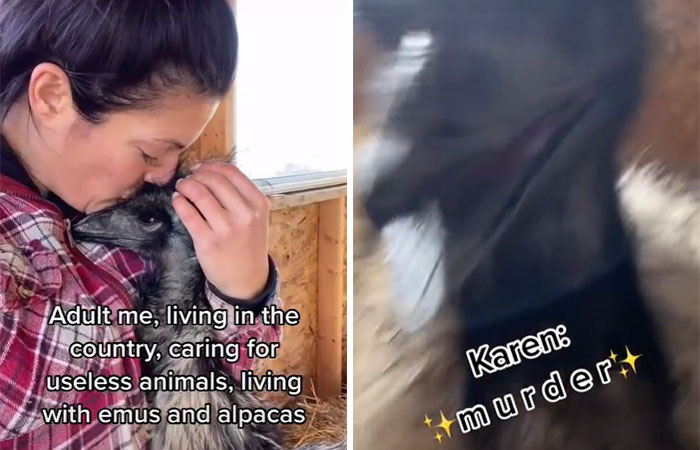 Millions Of People Can’t Get Enough Of The ‘Useless Farm’s’ Animals, Especially An Emu Named Karen, Who’s Out For Blood Millions Of People Can’t Get Enough Of The ‘Useless Farm’s’ Animals, Especially An Emu Named Karen, Who’s Out For Blood