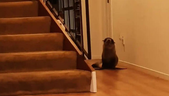 Cheeky Seal Breaks Into Family Home, Terrorizes Cat And Chills On Couch, And The Internet Is In Stitches