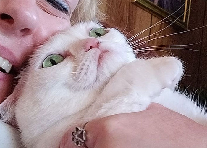 Sassiest Dwarf Kitten Comes Into Woman's Home, Steals Her Heart And Becomes Internet Sensation Sassiest Dwarf Kitten Comes Into Woman's Home, Steals Her Heart And Becomes Internet Sensation