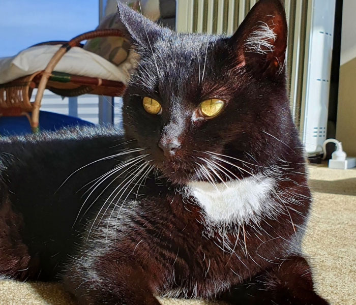Cheeky Seal Breaks Into Family Home, Terrorizes Cat And Chills On Couch, And The Internet Is In Stitches Cheeky Seal Breaks Into Family Home, Terrorizes Cat And Chills On Couch, And The Internet Is In Stitches