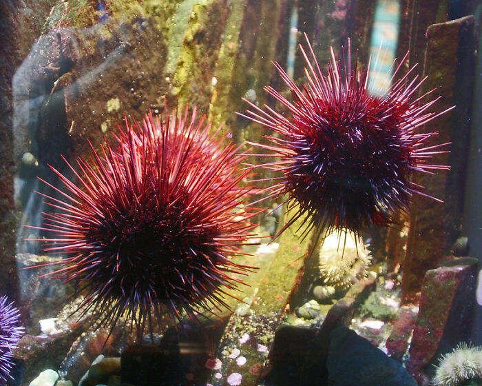 Stepping On A Sea Urchin