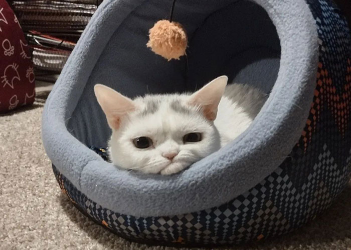 Dwarf Kitten Has The Biggest Frown, As If She's "Already Sick And Tired Of This World", And People Can't Get Enough of Her