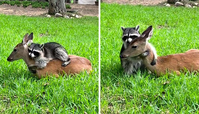 Raccoon Is Completely Obsessed With Fawn Who Lost Mom, Gives Her Hugs Every Day