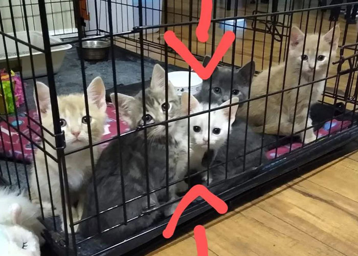 Sassiest Dwarf Kitten Comes Into Woman's Home, Steals Her Heart And Becomes Internet Sensation Sassiest Dwarf Kitten Comes Into Woman's Home, Steals Her Heart And Becomes Internet Sensation