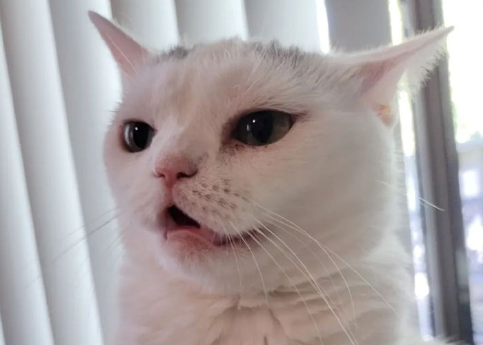 Sassiest Dwarf Kitten Comes Into Woman's Home, Steals Her Heart And Becomes Internet Sensation Sassiest Dwarf Kitten Comes Into Woman's Home, Steals Her Heart And Becomes Internet Sensation