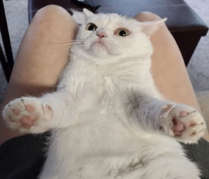 Sassiest Dwarf Kitten Comes Into Woman's Home, Steals Her Heart And Becomes Internet Sensation Sassiest Dwarf Kitten Comes Into Woman's Home, Steals Her Heart And Becomes Internet Sensation