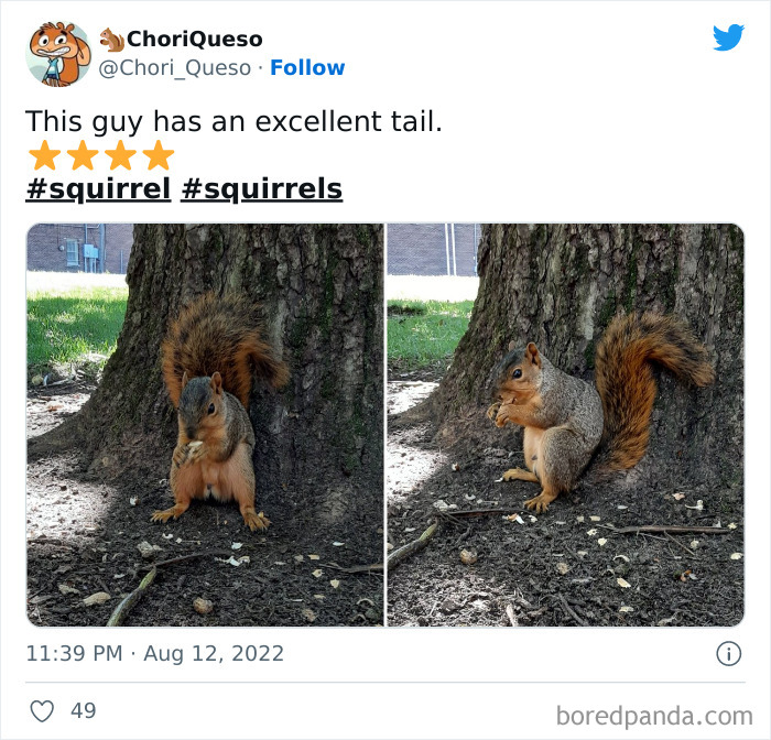 Cute Squirrel