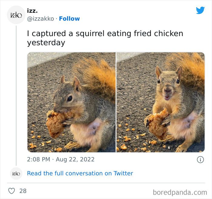 Hungry Squirrel