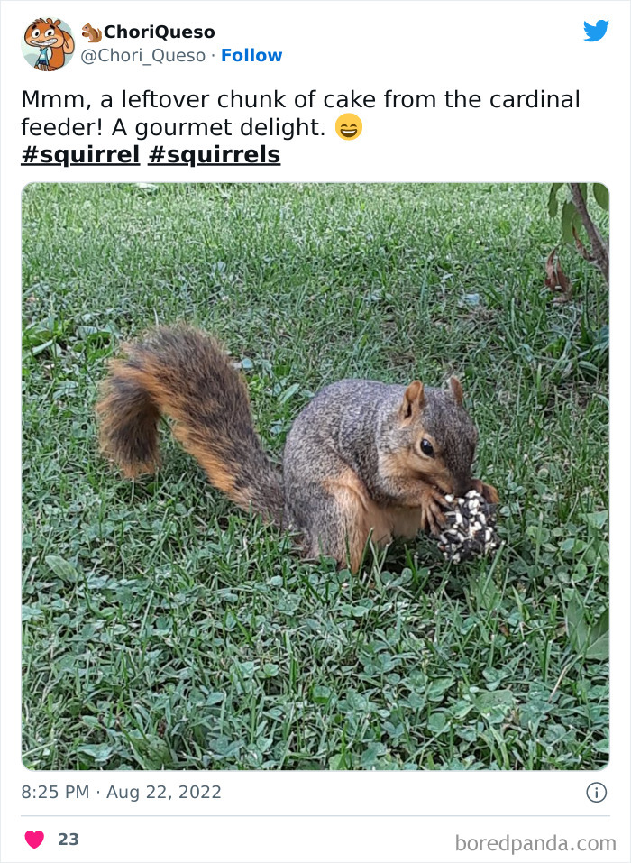 Squirrel Friend
