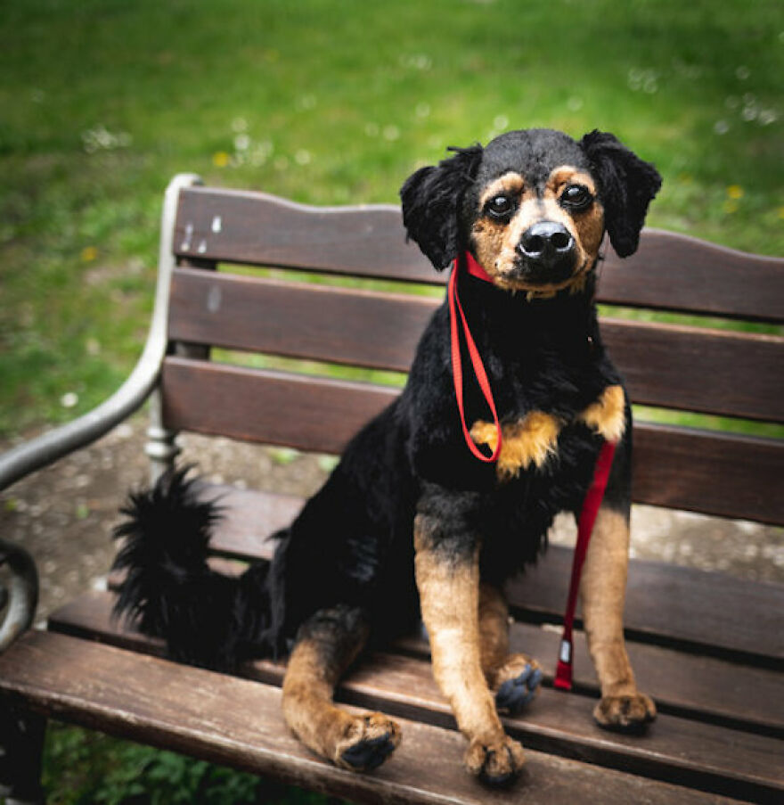 I’m Creating Pets And Animals By Hand, Only Using Needle, Thread And Faux Fur