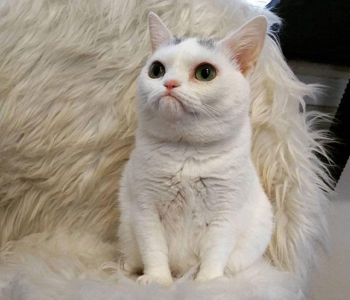 Sassiest Dwarf Kitten Comes Into Woman's Home, Steals Her Heart And Becomes Internet Sensation Sassiest Dwarf Kitten Comes Into Woman's Home, Steals Her Heart And Becomes Internet Sensation