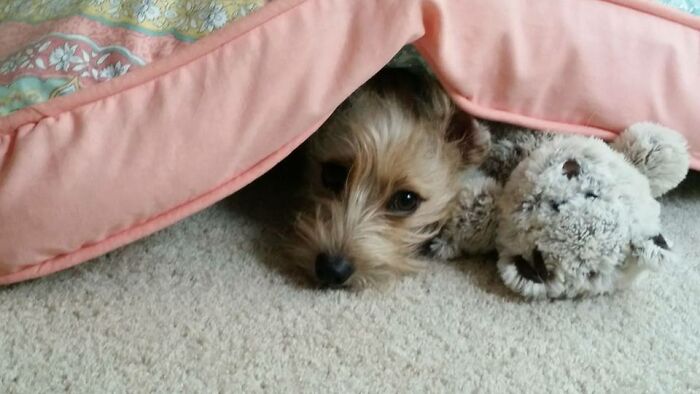 Rescue Mutt Priestly And His Teddy Bear, Hiding From The Thunder