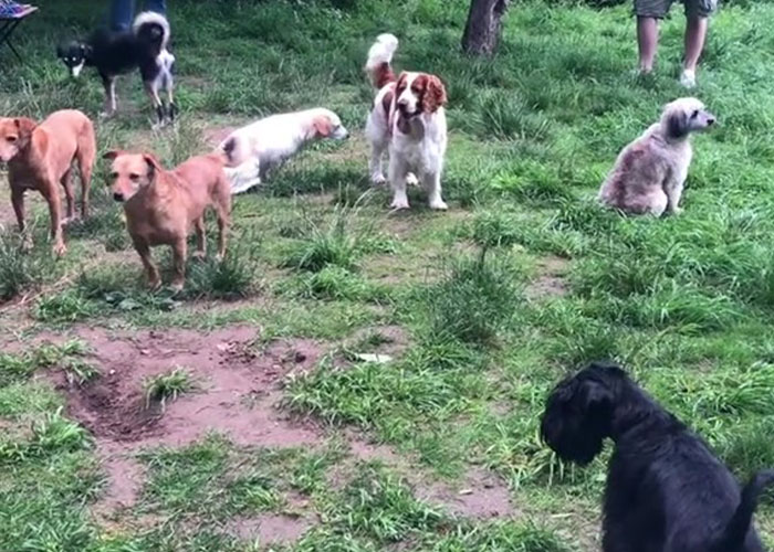 Video Of Introverted Dogs Meeting Up Has Melted Hearts All Over The Internet And Made People Say “Relatable!”