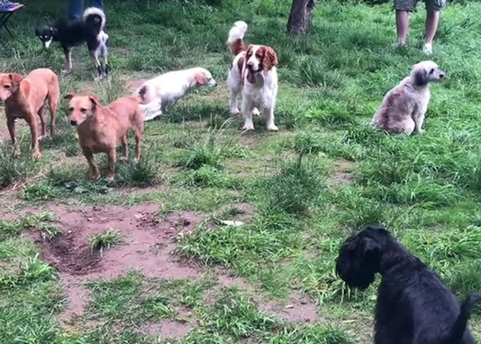 Video Of Introverted Dogs Meeting Up Has Melted Hearts All Over The Internet And Made People Say “Relatable!” Video Of Introverted Dogs Meeting Up Has Melted Hearts All Over The Internet And Made People Say “Relatable!”