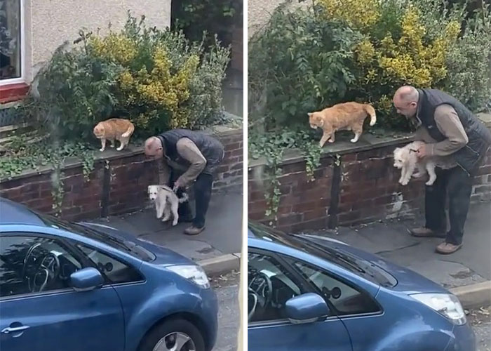 La vidéo d'un homme présentant son chien au chat du quartier devient virale avec 7,7 millions de vues