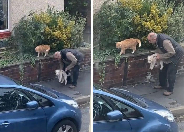 Video Of A Man Introducing His Dog To Neighborhood Cat Goes Viral With 7.7M Views