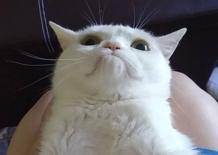 Sassiest Dwarf Kitten Comes Into Woman's Home, Steals Her Heart And Becomes Internet Sensation Sassiest Dwarf Kitten Comes Into Woman's Home, Steals Her Heart And Becomes Internet Sensation