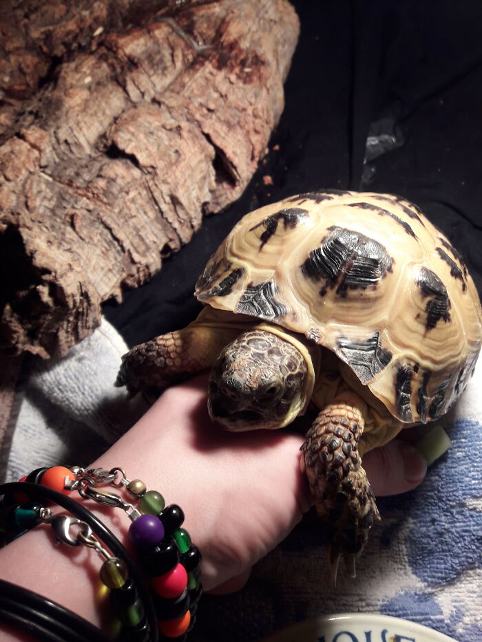 My Russian Tortoise Gojira Likes To "Hug" My Hand Every Now And Then. And It Always Brightens My Day!