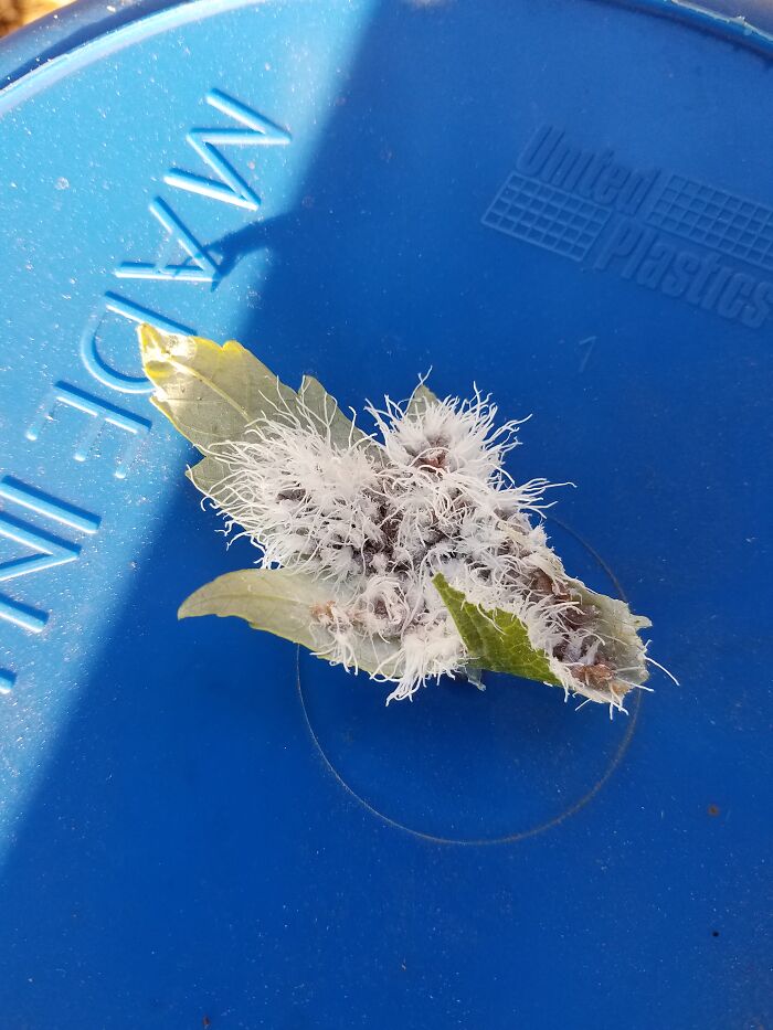 Many Small Bugs In A Maple Leaf. Look Closely And You Can See The Individuals. They Lose The White Fluff After They Land. The Leaf Fell Off Tbe Tree Prematurely. They Are Not Mealworms, But I Have Not Been Able To Id Them.