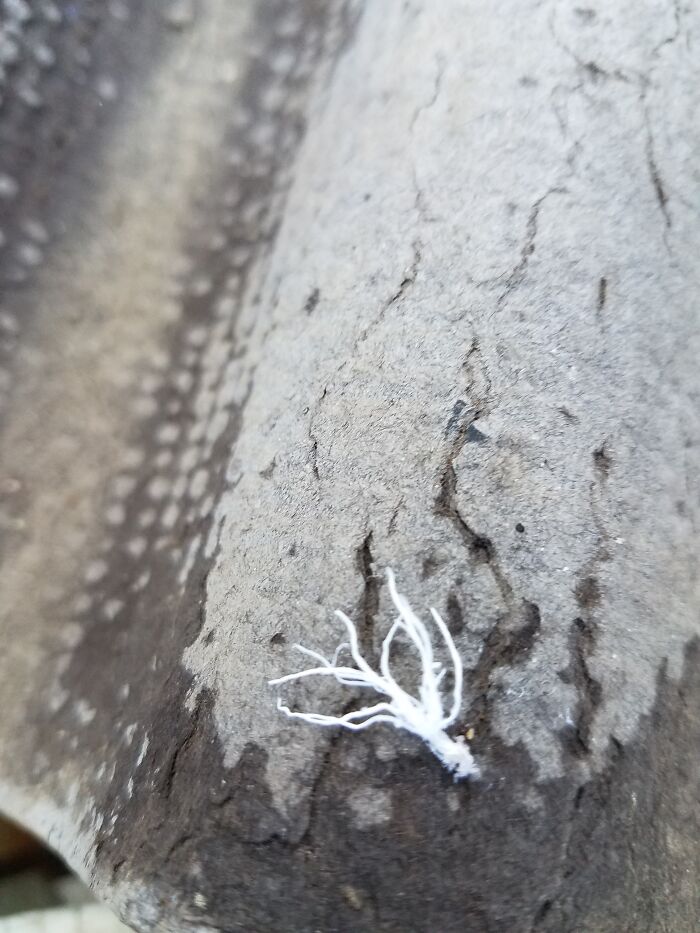 Here's Another Pic Of My Alien Bug.