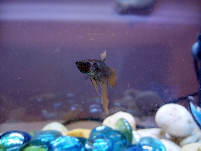 My Fish From A Few Years Ago