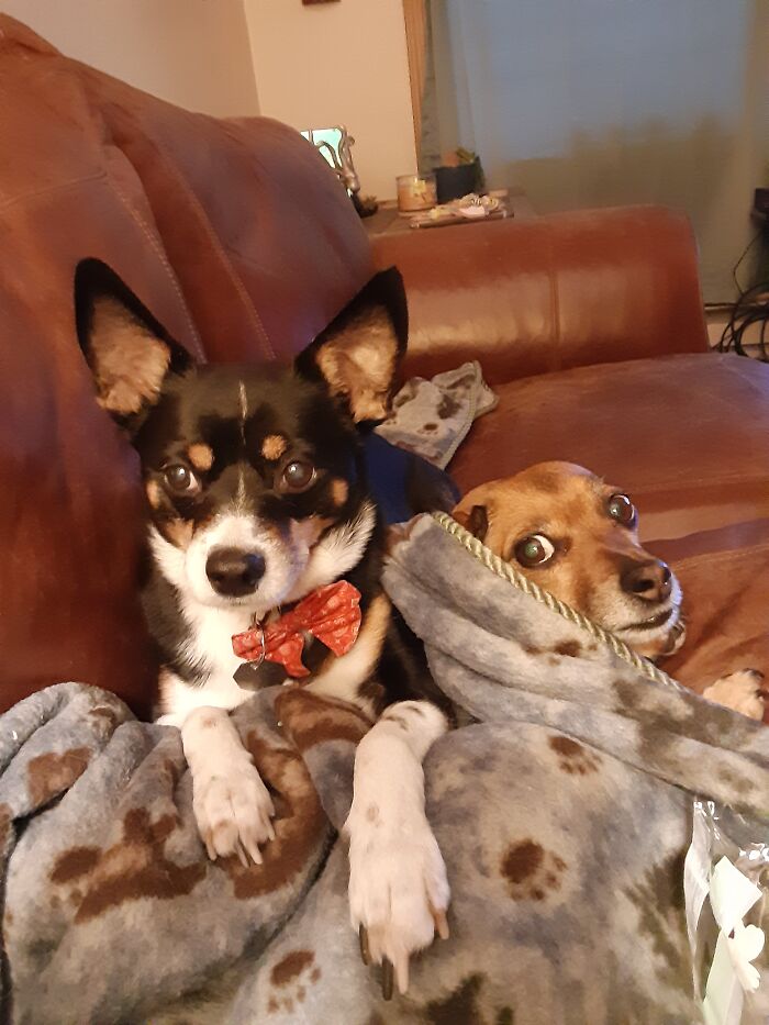 This Is Mr Littles And His Girlfriend Sasha. When She Comes To Visit They Always End Up Cuddling On The Couch. He Loves His Bow Ties!