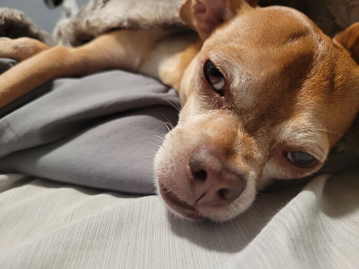 My Chihuahua Boy... He's A Tired Boi