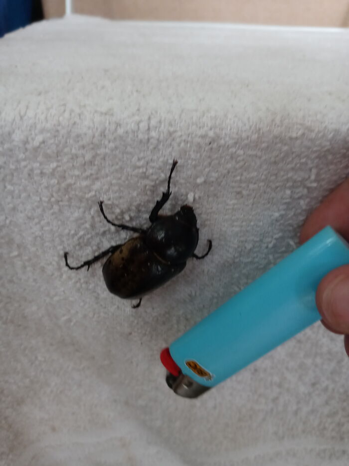 This Huge Beetle Slept There All Day And Moved On That Night...