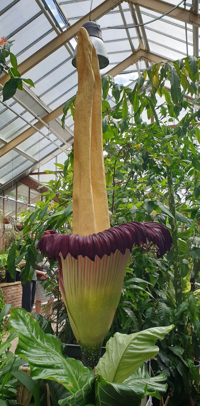 This Huge Flower Only Blossoms Once Every Decade. I Know What It Is, But Do You?