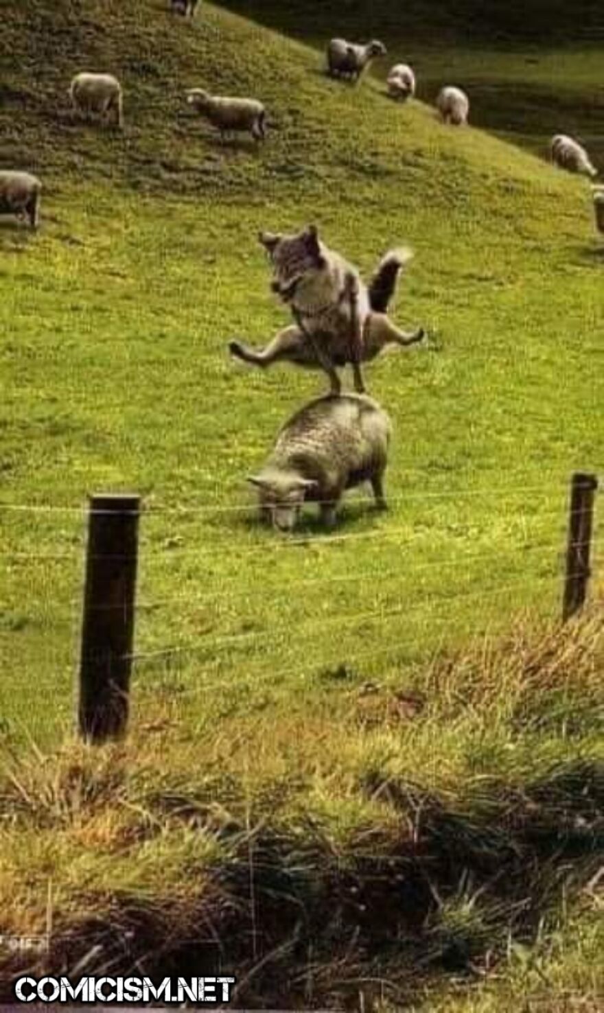 These 24 Animals Being Derps Become The Reason To Make Your Day Bright