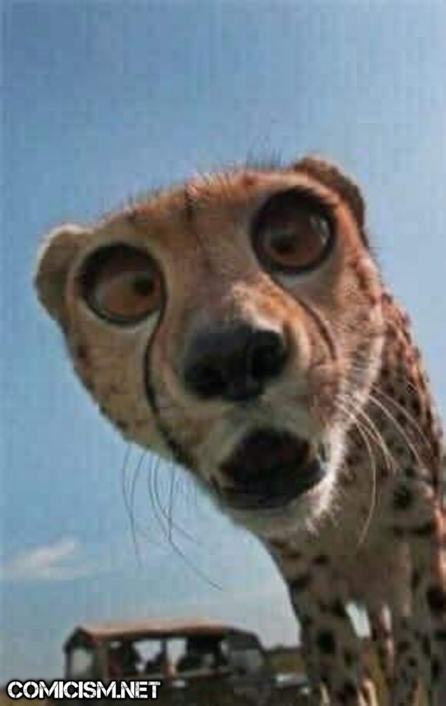 These 24 Animals Being Derps Become The Reason To Make Your Day Bright