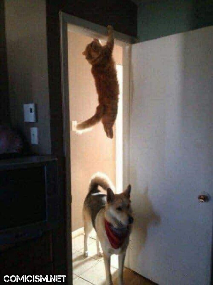 These 24 Animals Being Derps Become The Reason To Make Your Day Bright