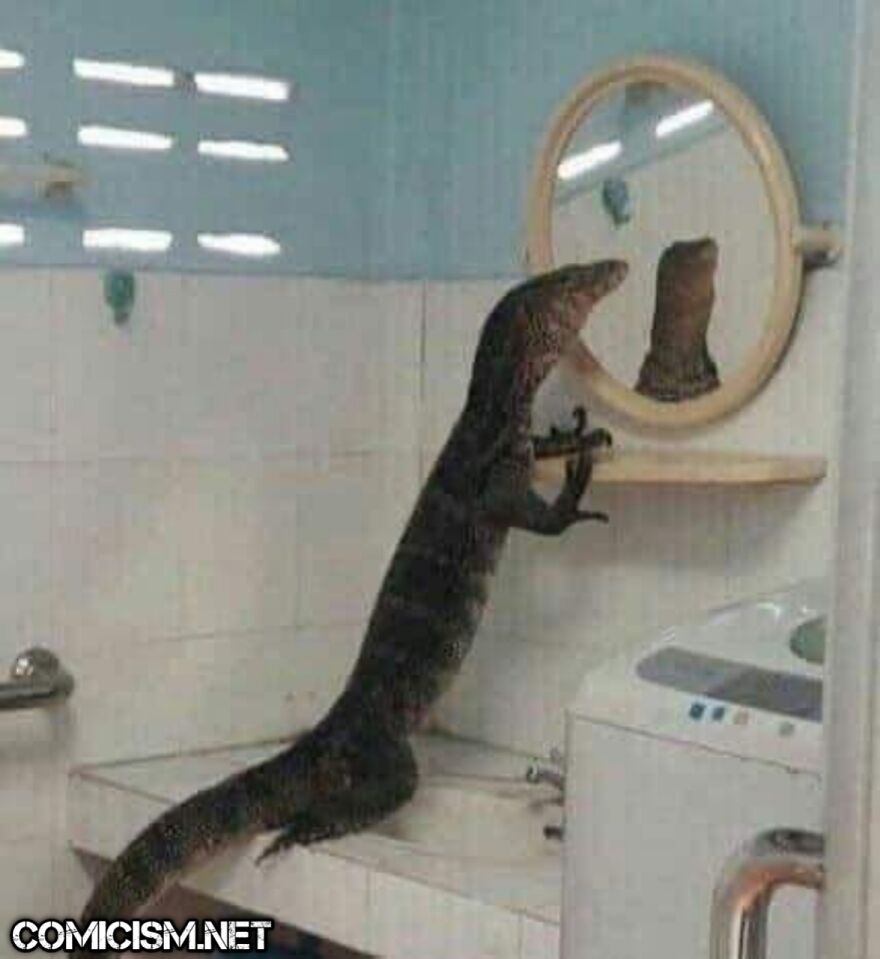 These 24 Animals Being Derps Become The Reason To Make Your Day Bright