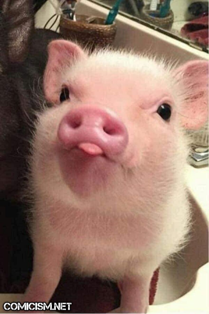 These 24 Animals Being Derps Become The Reason To Make Your Day Bright