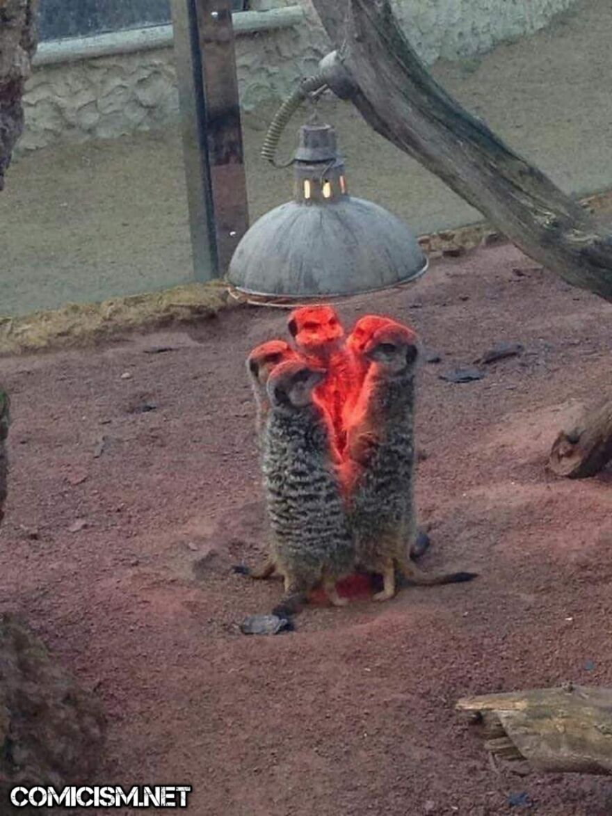 These 24 Animals Being Derps Become The Reason To Make Your Day Bright