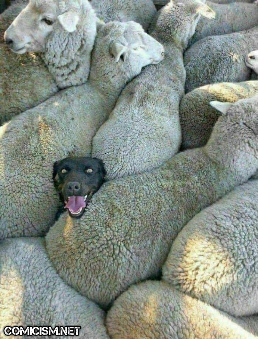 These 24 Animals Being Derps Become The Reason To Make Your Day Bright