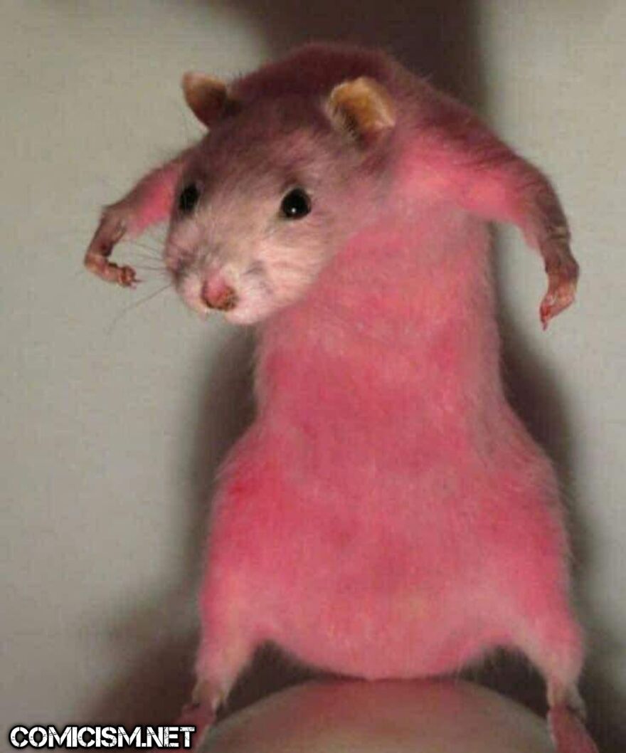 These 24 Animals Being Derps Become The Reason To Make Your Day Bright