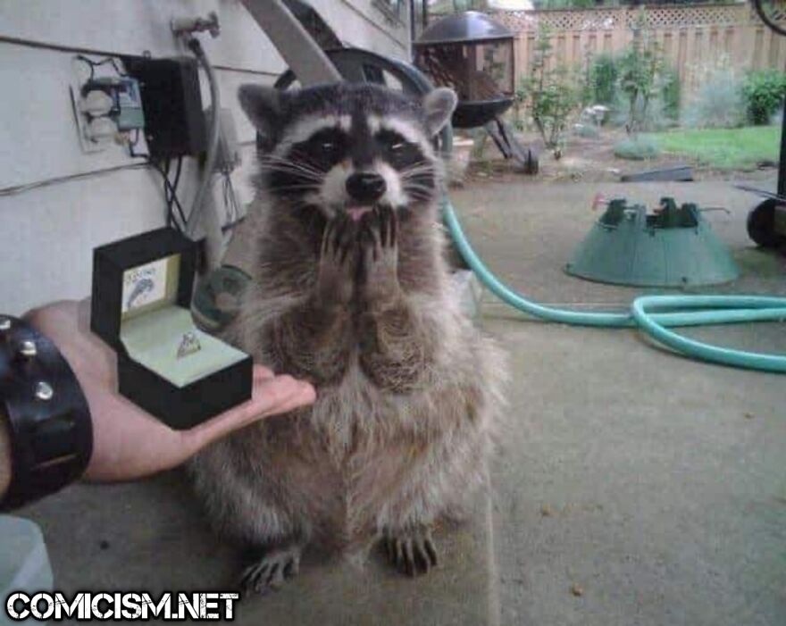 These 24 Animals Being Derps Become The Reason To Make Your Day Bright