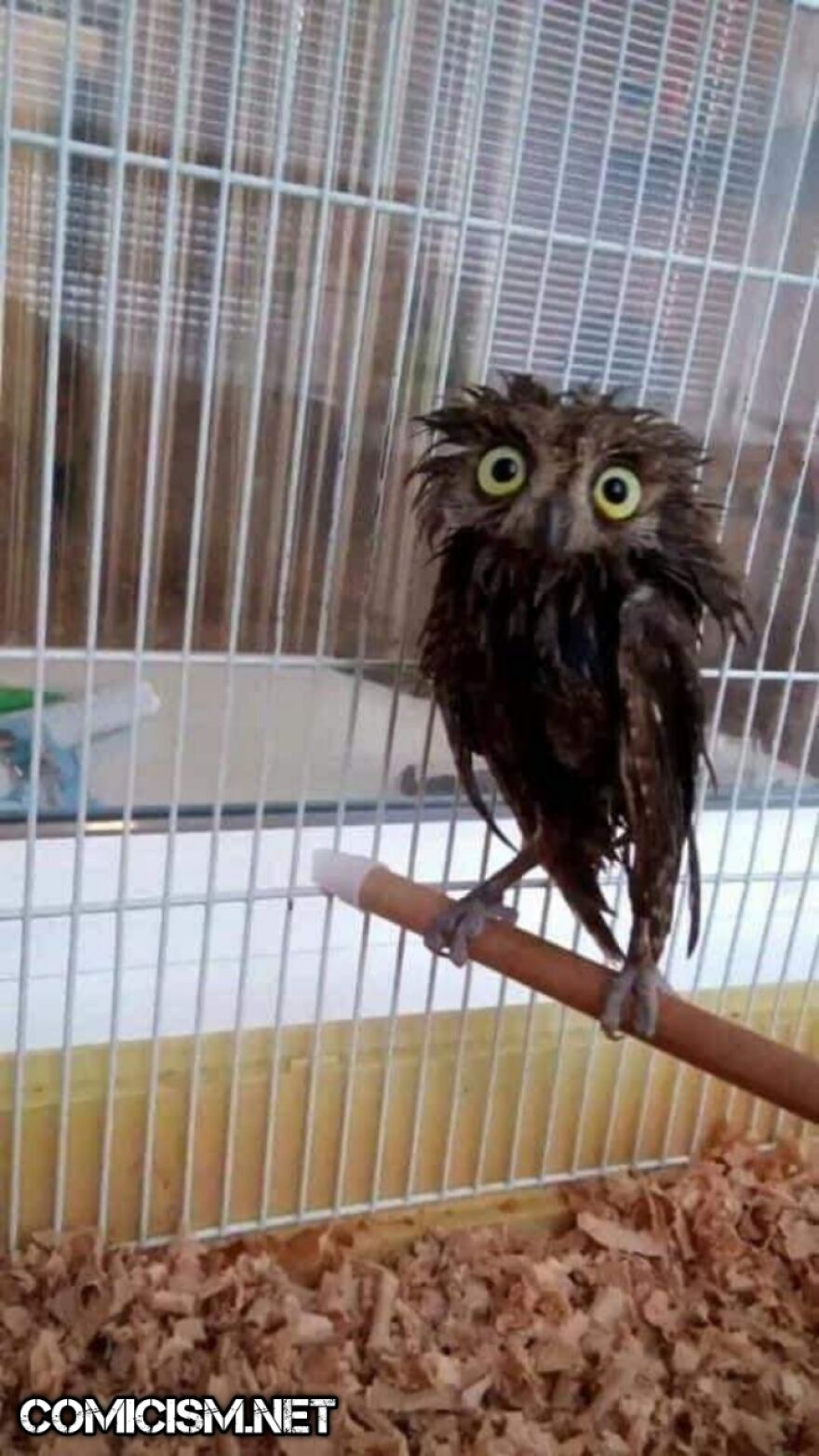 These 24 Animals Being Derps Become The Reason To Make Your Day Bright
