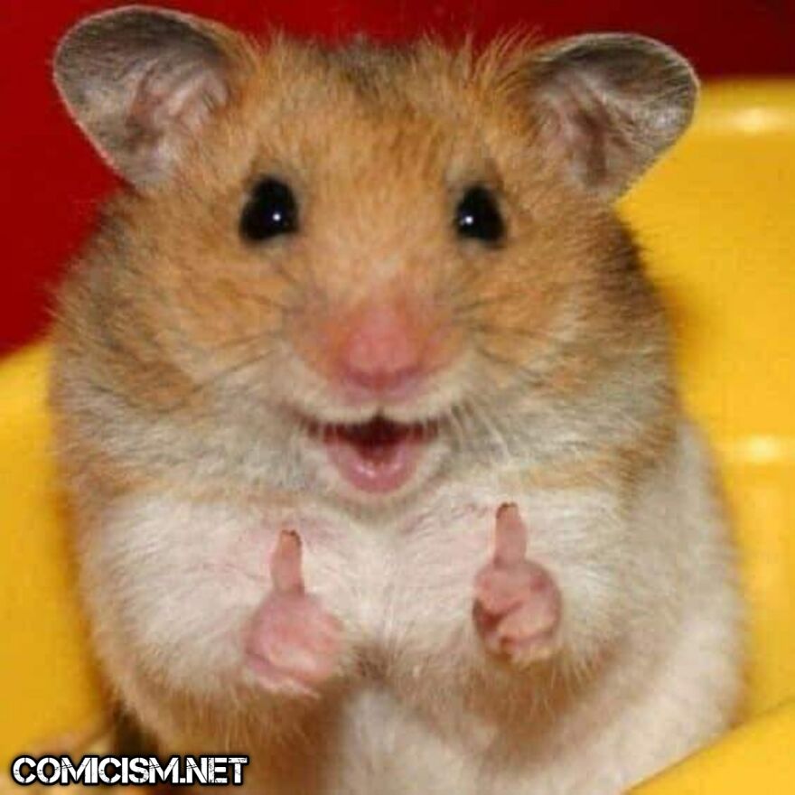 These 24 Animals Being Derps Become The Reason To Make Your Day Bright