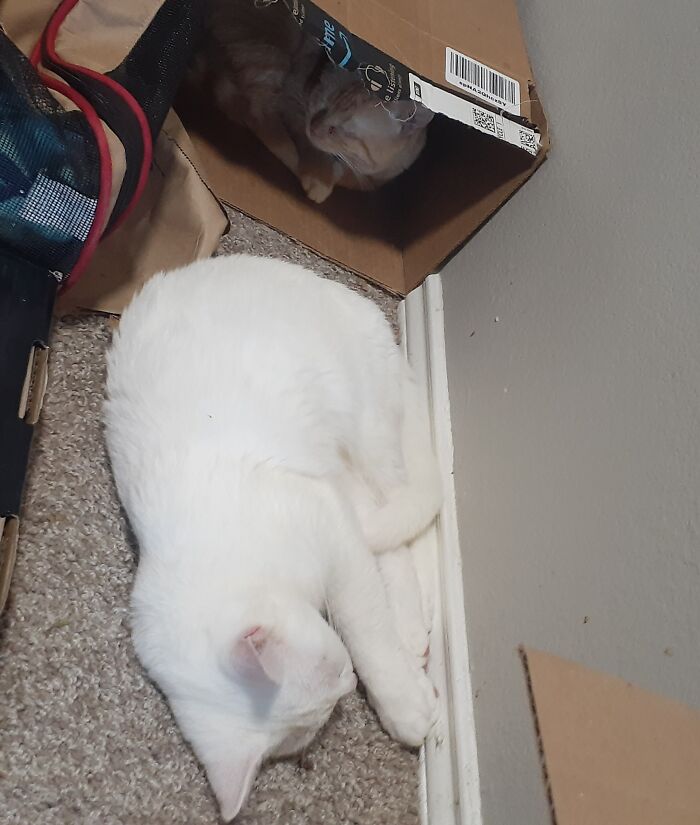 This Is Lil One(Orange) And Toph(My Deaf White Cat) Best Friends Since The First Day They Met, They Trade Off Who Gets The "Apartment " Everyday But Always Sleep Next To Each Other
