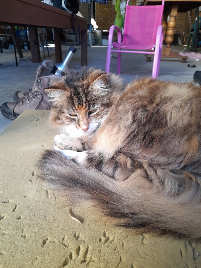 My Lazy Cat, Love Her