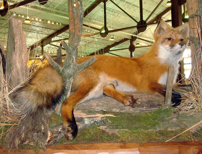 A Fox Fur Stole With Glass Eyes