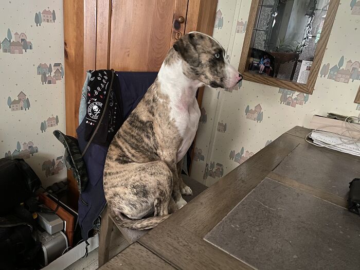 This Bailey Waiting For Dinner And Depressed She Did Not Get To Eat At The Table