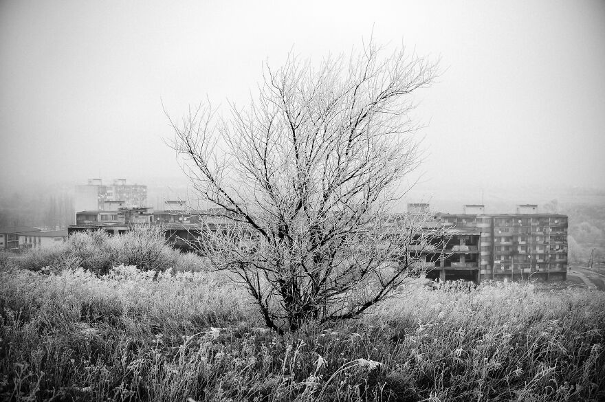 "Tree Over Lunik Ix, 2017" © Damian Lemański (Poland)