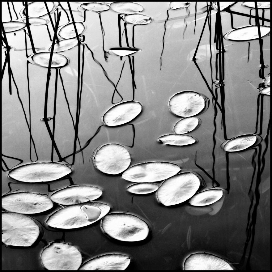 "Moon Lily Pads" © David Gray (Canada)