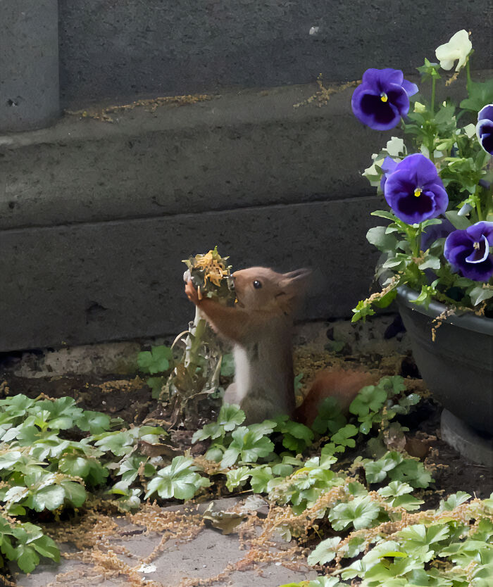 In My Home Country We Don't Have Squirrels, I'm Obsessed. Here Is One I Saw Hugging A Flower