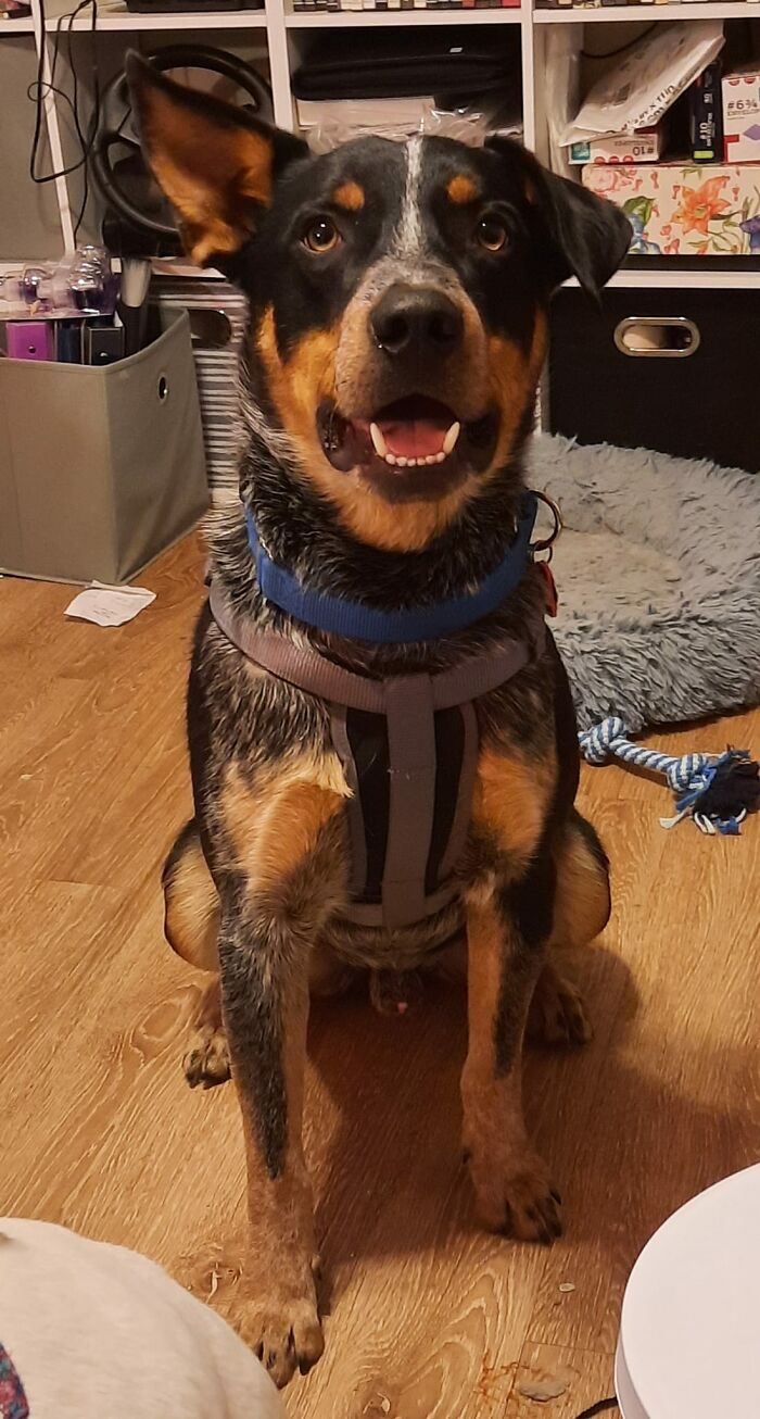 This Is Hank's First Day At His Furever Home After Being Given Up To A Shelter Four Times