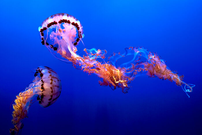 A Jellyfish Collection Of 27 Jellyfish In Different Sizes