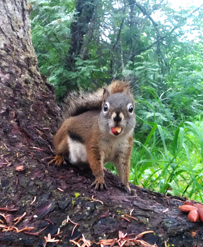 Caught This Great Picture Of A Squirrel, Think He Fits In Here